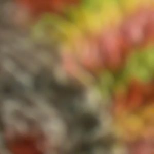 Meet your Posher, Dajah